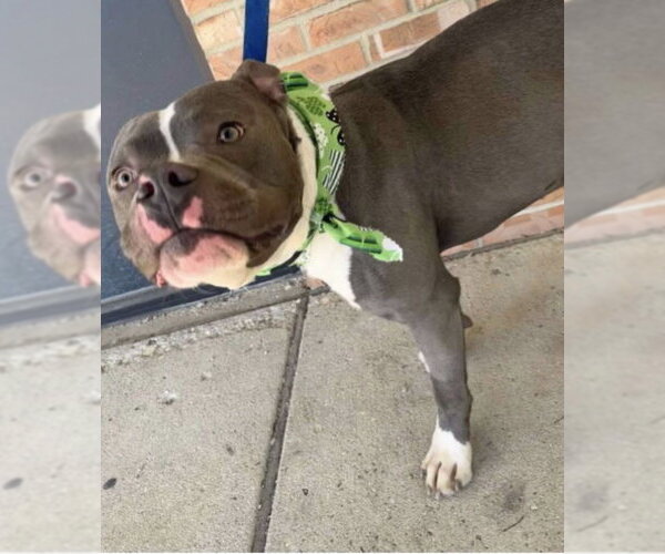 Medium Photo #3 American Pit Bull Terrier-Unknown Mix Puppy For Sale in Germantown, OH, USA