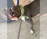 Small #2 American Pit Bull Terrier Mix