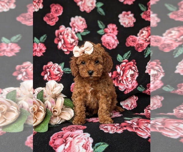 Medium Photo #2 Cock-A-Poo Puppy For Sale in KIRKWOOD, PA, USA