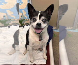 Boston Terrier-Unknown Mix Dogs for adoption in Rustburg, VA, USA