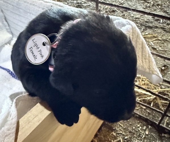 Medium Photo #11 Bernese Mountain Dog-Unknown Mix Puppy For Sale in KIRKSVILLE, MO, USA