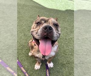American Bulldog-Unknown Mix Dogs for adoption in Las Vegas, NV, USA