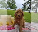 Small Photo #1 Goldendoodle Puppy For Sale in MILLEN, GA, USA