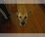 Small #1 Mutt