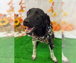 Small Pointer Mix