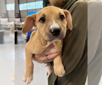 Small Photo #3 American Staffordshire Terrier Puppy For Sale in Gilberts, IL, USA