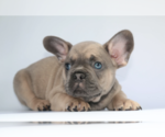 Small Photo #3 French Bulldog Puppy For Sale in ATL, GA, USA