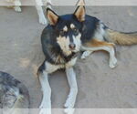 Small #7 Huskies  Mix
