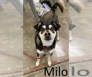 Siberian Husky-Unknown Mix Dogs for adoption in Mountain View, AR, USA