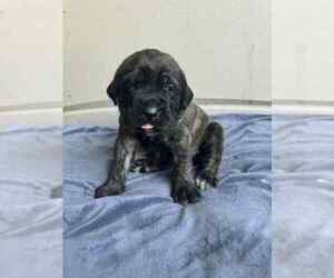 Medium Mastiff