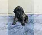 Puppy Brown Mastiff
