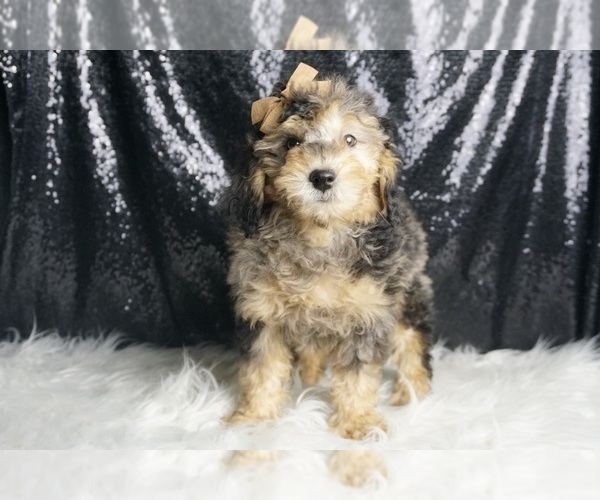 Medium Photo #4 Goldendoodle (Miniature) Puppy For Sale in WARSAW, IN, USA
