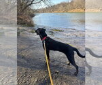 Small Photo #4 Labrador Retriever-Unknown Mix Puppy For Sale in Thomasville, NC, USA