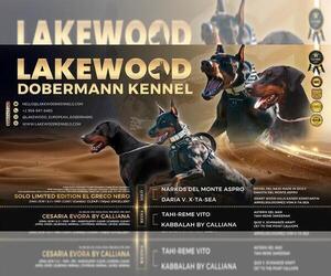 Doberman Pinscher Litter for sale in FORT LAUDERDALE, FL, USA