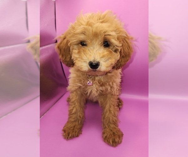 Medium Photo #3 Poodle (Miniature) Puppy For Sale in BLUE MOUND, TX, USA