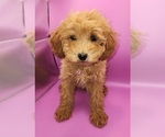 Small #2 Poodle (Miniature)