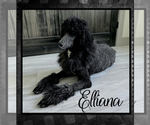 Small Photo #1 Poodle (Standard) Puppy For Sale in COMMERCE, GA, USA