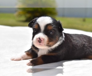 Akita Puppy for sale in PALM COAST, FL, USA