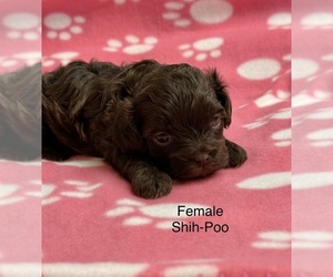 ShihPoo Puppy for sale in SILEX, MO, USA