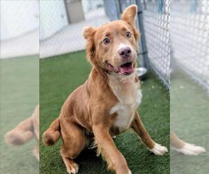 Golden Retriever-Unknown Mix Dogs for adoption in Texas City, TX, USA