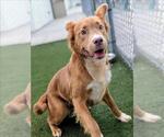 Small Golden Retriever Mix