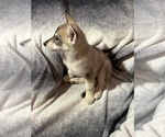 Small Photo #6 German Shepherd Dog-Siberian Husky Mix Puppy For Sale in BEAUMONT, CA, USA