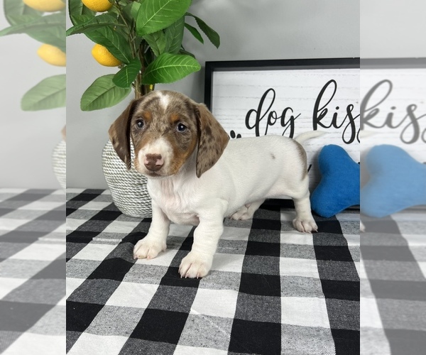 Medium Photo #2 Dachshund Puppy For Sale in FRANKLIN, IN, USA