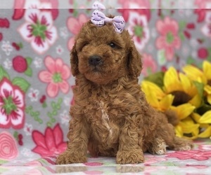 Poodle (Toy) Puppy for sale in LANCASTER, PA, USA