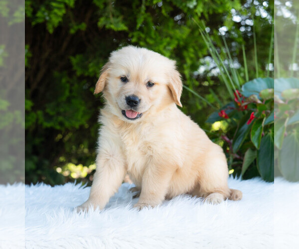 Medium Photo #7 Golden Retriever Puppy For Sale in NEWPORT, PA, USA