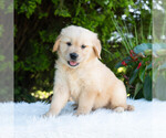 Small #6 Golden Retriever