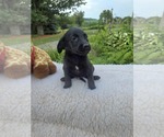 Small #1 Labrador Retriever Mix