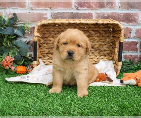 Medium Photo #12 Labrador Retriever Puppy For Sale in SYRACUSE, IN, USA