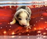 Small Photo #54 Australian Shepherd Puppy For Sale in SALISBURY, NC, USA