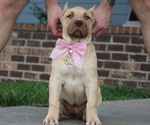 Puppy Cyan Collar American Bully