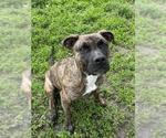 Small #1 Boxer-Dutch Shepherd  Mix