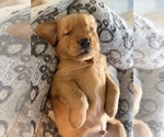 Small #32 Golden Retriever