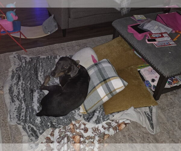 Medium Photo #3 Doberman Pinscher Puppy For Sale in Buffalo, MN, USA