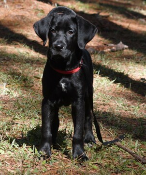 Medium Photo #2 Labrador Retriever-Unknown Mix Puppy For Sale in TUSCALOOSA, AL, USA