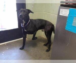 Labrador Retriever-Unknown Mix Dogs for adoption in Tulsa, OK, USA