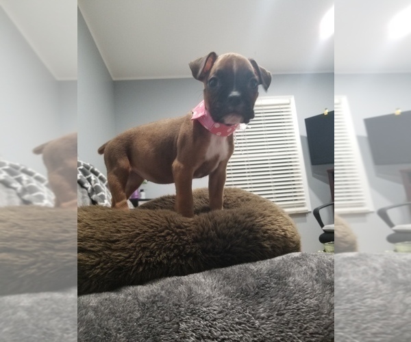 Full screen Photo #2 Boxer Puppy For Sale in LAKE ZURICH, IL, USA