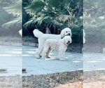 Small Photo #4 Goldendoodle Puppy For Sale in LAGUNA HILLS, CA, USA
