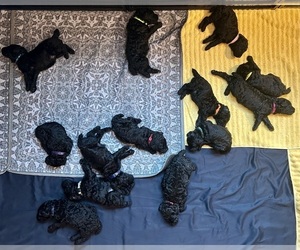 Poodle (Standard) Puppy for sale in NEW ULM, MN, USA