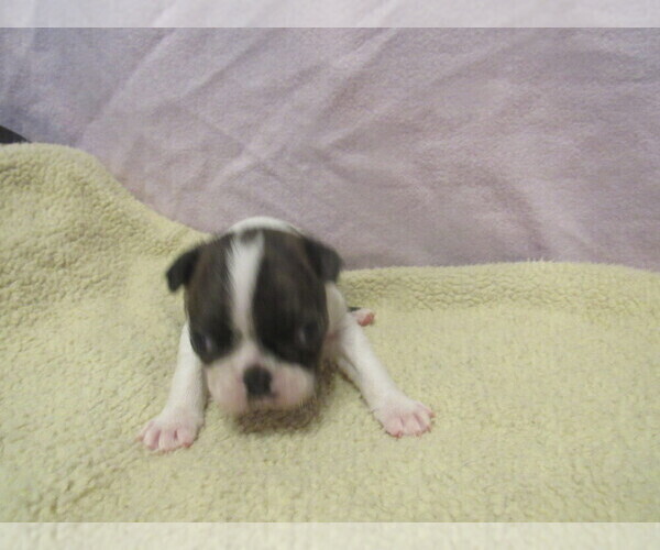 Medium Photo #2 Boston Terrier Puppy For Sale in BLACK HORSE, OH, USA