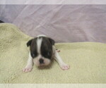 Small #1 Boston Terrier