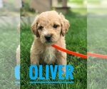 Small Photo #1 Goldendoodle Puppy For Sale in BOWLING GREEN, KY, USA