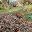 Small Photo #4 Rhodesian Ridgeback Puppy For Sale in CLINTON, OH, USA