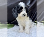 Puppy 7 Cavalier King Charles Spaniel-Goldendoodle Mix