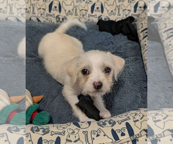 Medium Photo #2 Shih Tzu Puppy For Sale in The Woodlands, TX, USA