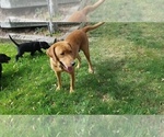 Small Photo #9 Labrador Retriever Puppy For Sale in YAKIMA, WA, USA