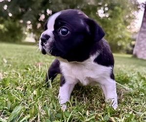 Boston Terrier Puppy for sale in GARFIELD, AR, USA